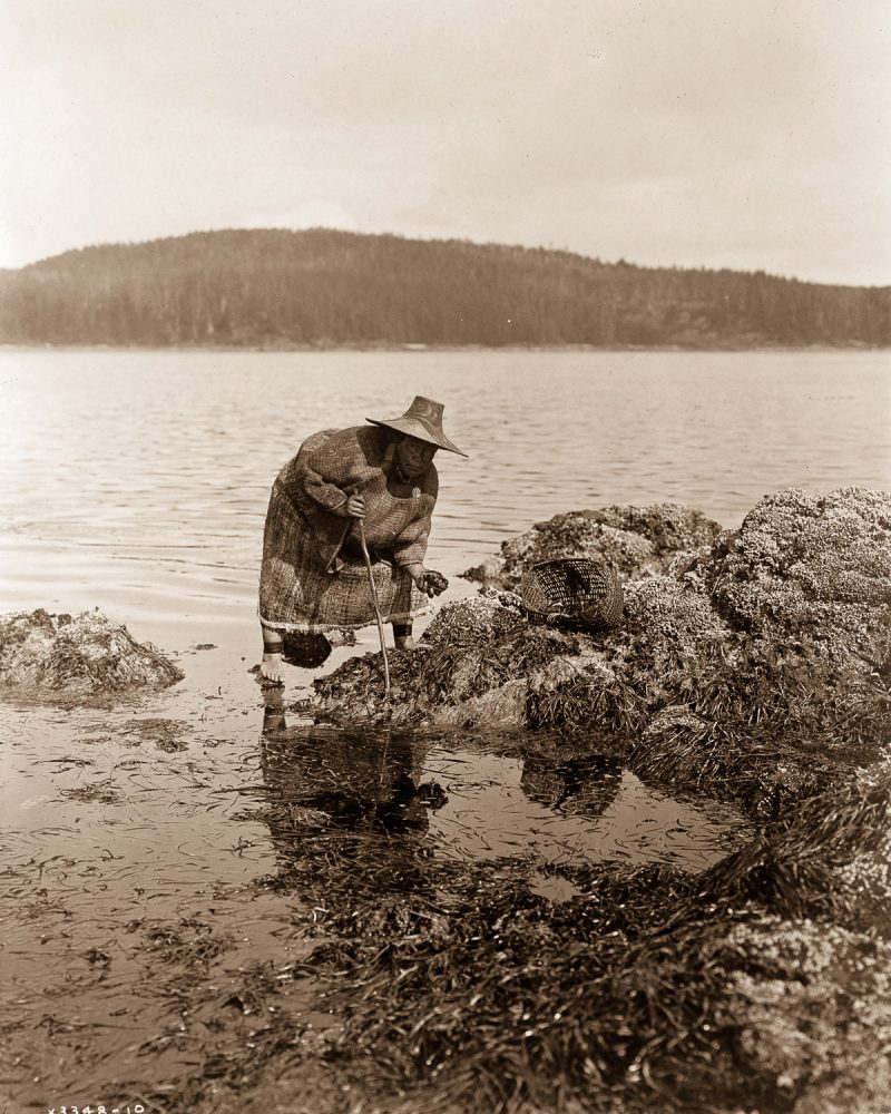 A Kwakiutl gatherer hunts abalones in Washington.1910