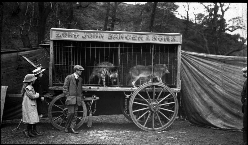 Caged hyena and wolf, Lord John Sanger & Sons