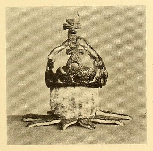 Fig. 6 represents a crown with the greater part of the fruit left bare while the crown is carved out of the peel at the top.