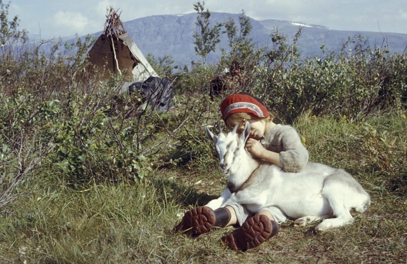 Girl and goat at a Sami camp by lake Satisjaure (Satihaure) in Lapland. In the background a Sami hut (a goahti)