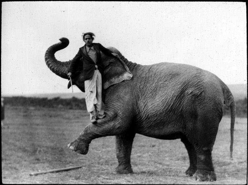 Man standing on elephant leg