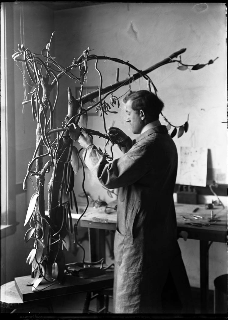 Milton Copulos, standing near a window, trimming Vanilla model. Stanley Field Plant Reproduction laboratory [Botany], 1913