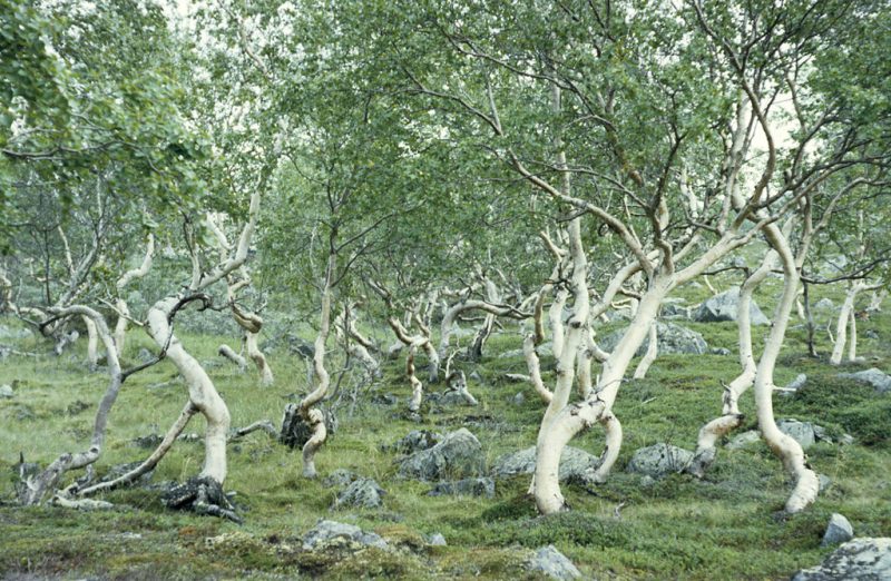 Mountain birches, Satisjaure (Satihaure), Gällivare, Lappland, Sweden