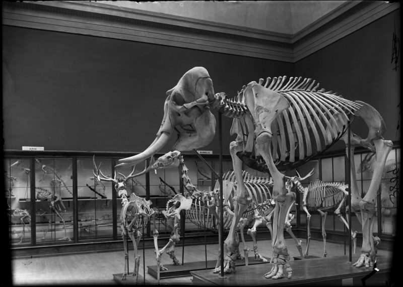 Paleo skeletons, mastodon or elephant skeleton, Irish Elk, 1898