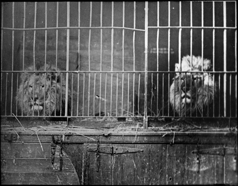 Two caged lions