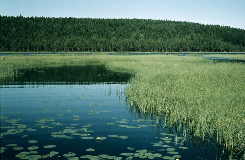 Yellow water lilies in lake Smalsjön (Narrow lake) in Dalecarlia