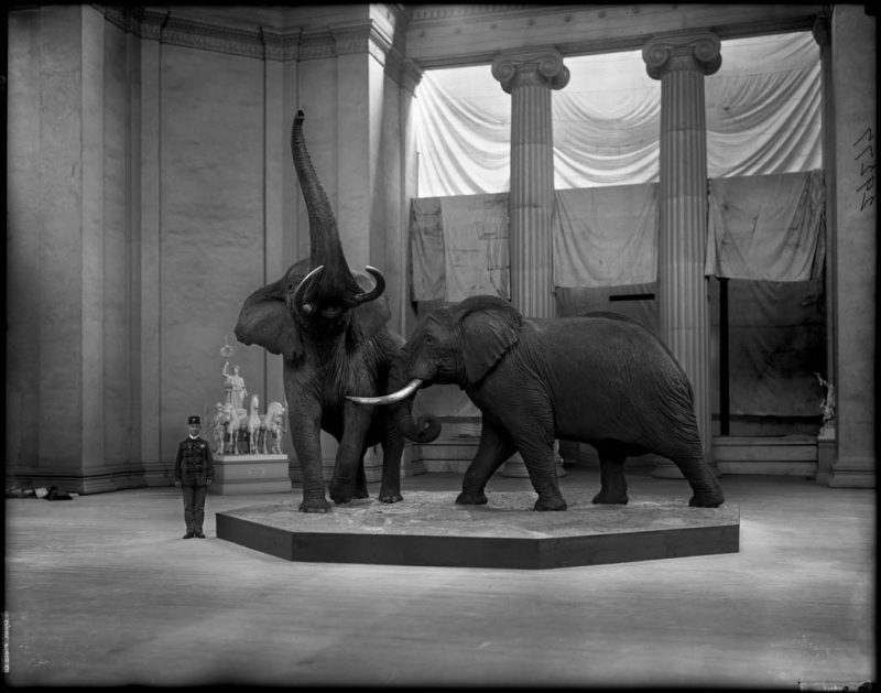 African Elephant Group (Loxodonta africana, Proboscidea Elephantidae), taxidermy by Carl Akeley. White plaster miniature sculpture models of 2 figures and horses from Agriculture Building of World’s Columbian Exposition, 1909