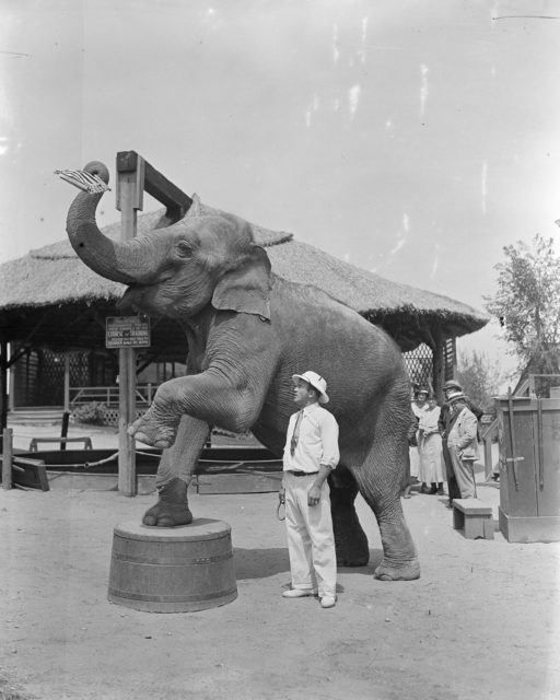 Benson's Wild Animal Farm The private ZOO in Hudson that ran a gorilla for president
