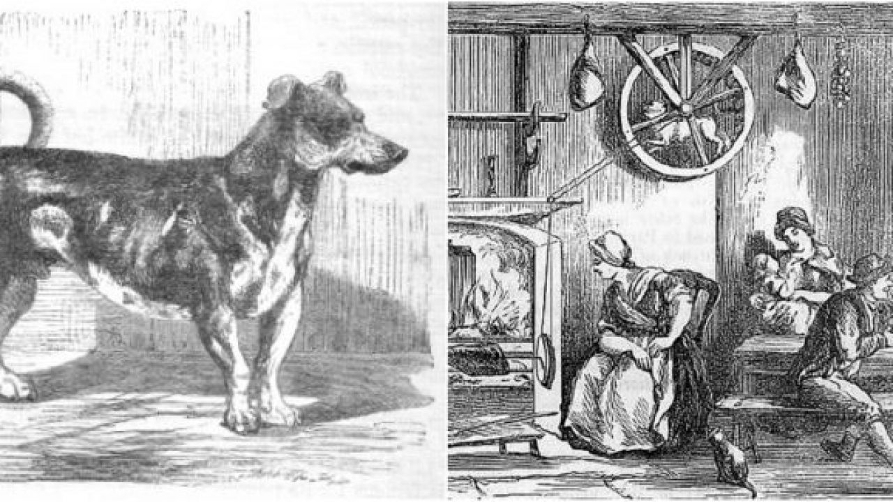Turnspit Dog The Breed Of Dog That Ran On The Wheel
