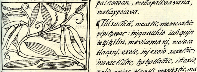 Drawing of Vanilla from the Florentine Codex (circa 1580) and description of its use and properties written in the Nahuatl language Source: Wikipedia/Public Domain