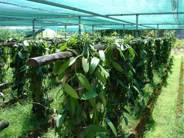Vanilla cultivation CC BY-SA 1.0, https://commons.wikimedia.org/w/index.php?curid=25973