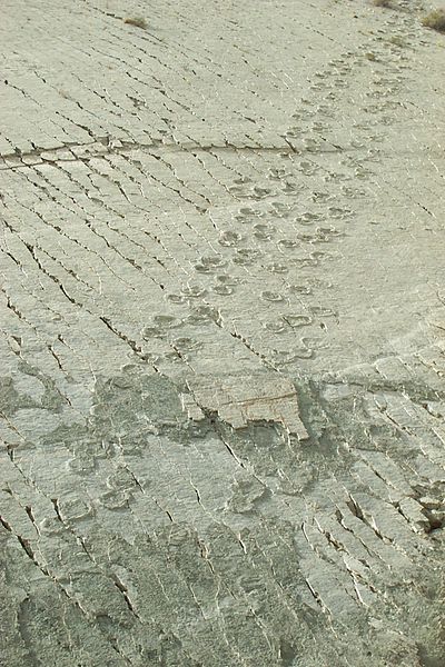 Analysis of the tracks showed that Titanosaurus Ankylosaurus and Carnotaurus have left their tracks here. Also traces of carnivorous Theropods have been found. Most impressive of these is the world-record setting 347-meter trail left by a baby Tyrannosaurus Rex known as “Johnny Walker.” Author: Mhwater – CC BY-SA 2.0