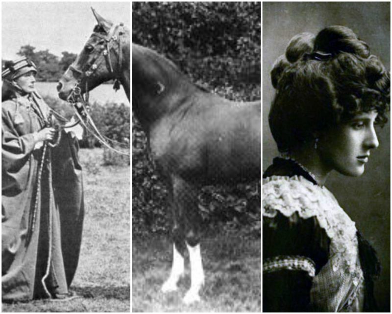 The life and times of Lady Anne Blunt, 19th century famous horse