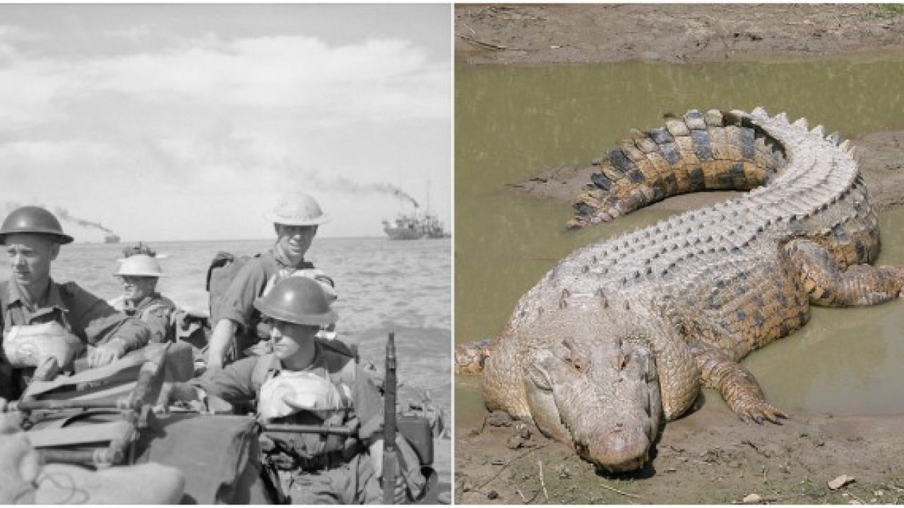 japanese-soldiers-was-decimated-by-saltwater-crocodiles-during-the-battle-of-ramree-island
