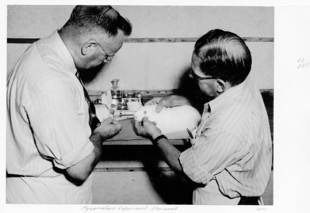 In 1950 A Disease Called Myxomatosis Was Introduced To Rabbits For In 1950 A Disease Called Myxomatosis Was Introduced To Rabbits For