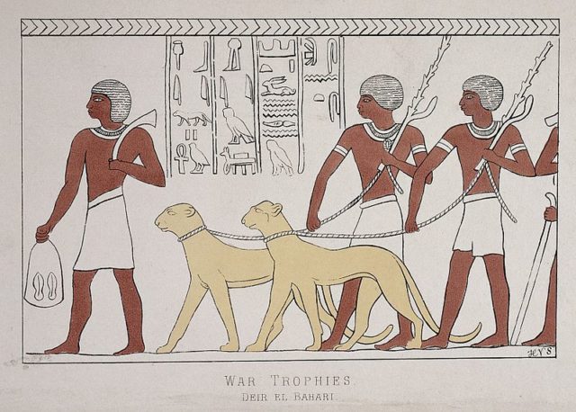 A hieroglyph from Deir el-Bahari depicting leashed cheetahs (“panthers”).