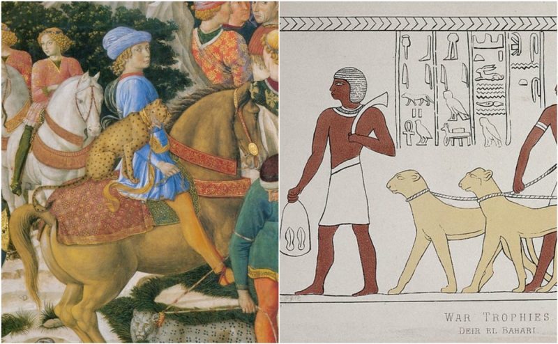 Ancient people in India and the Middle East tamed cheetahs and trained