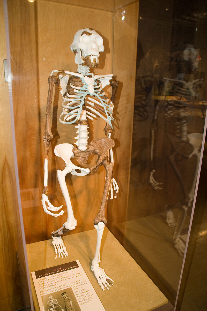 Lucy Australopithecus A female skeleton estimated to be 3 million