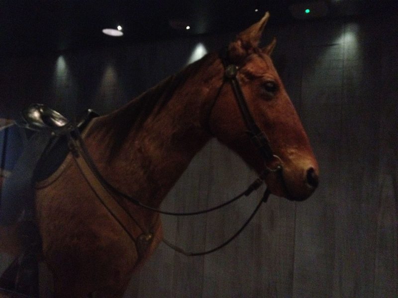 A horse named Comanche survived the Battle of Little Bighorn despite being shot seven times