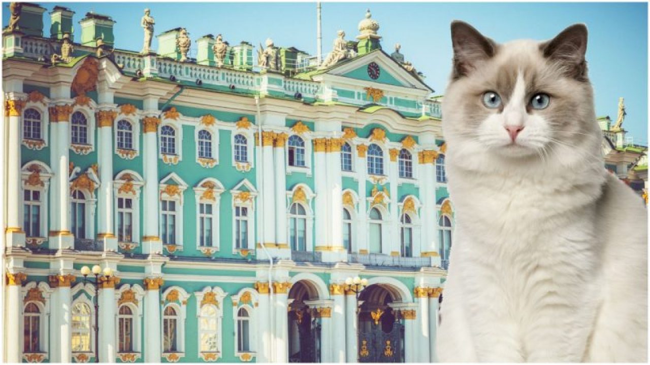 Favorite Animals Of Catherine The Great Cats Have Inhabited The Hermitage Museum For The Last 250 Years And Some Are Believed To Have Healing Powers