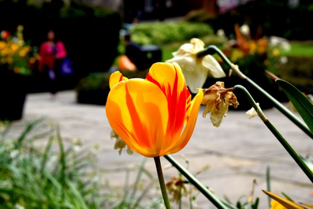 Hoa Tulip Semper Augustus