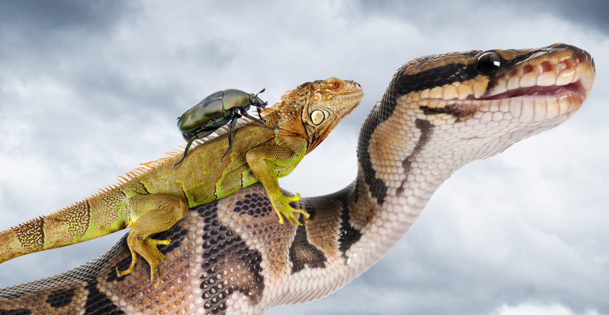 Reptile Food Chain