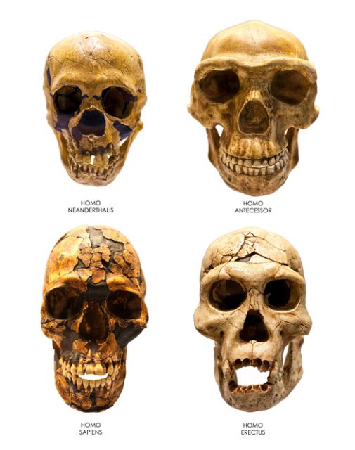 Fossil skull of Homo Erectus, Homo Sapiens, Homo Neanderthalis and Homo Antecessor.