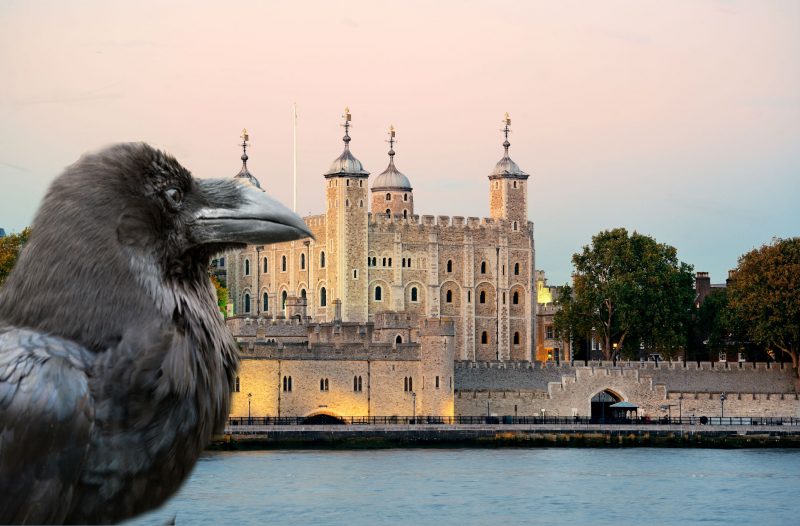 visit tower of london ravens