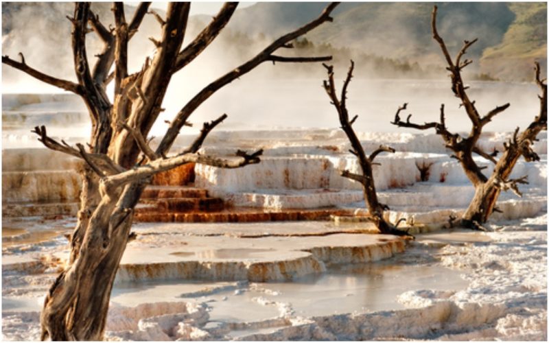 New study shows Earth's first trees had a more complex structure than