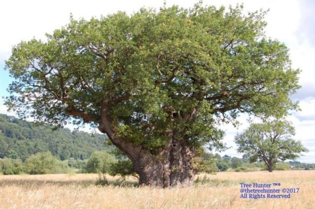 The Buttington Oak was the second largest oak tree in Wales. Photo by: thetreehunter