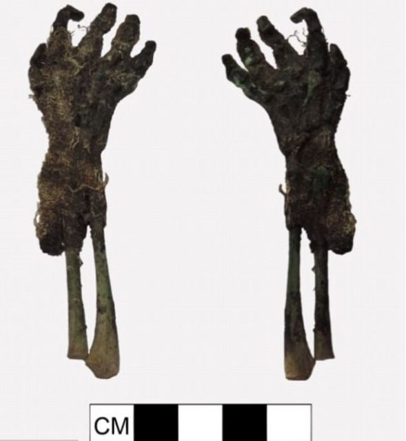 The flesh-covered forearm. Photo: János Balázs/Archaeological and Anthropological Sciences