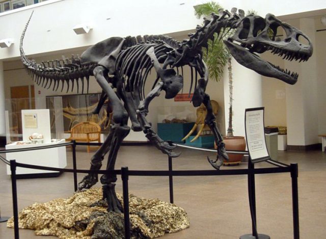 Allosaurus. Photo by: Allosaurus_SDNHM. CC BY-SA 3.0
