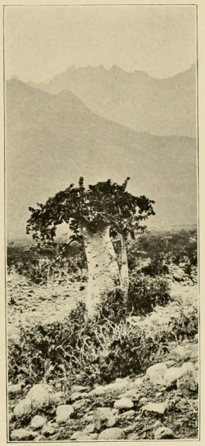 An 1890s photograph of endemic tree species Dendrosicyos socotrana, the cucumber tree, by Henry Ogg Forbes