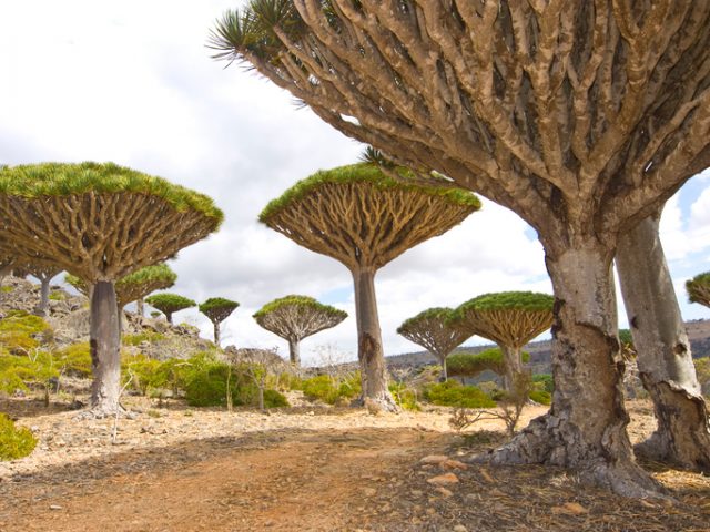 Dragon tree – Dracaena cinnabari – Dragon’s blood – endemic tree from Socotra, Yemen versust the cloudy sky.