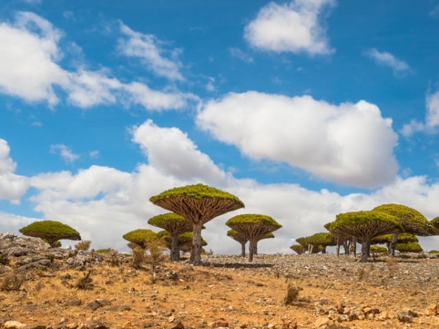 Dragon trees on Dicksam Plateau, Socotra island, Yemen.