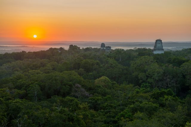 The pyramid towers of the archaeological site of Tikal above the canopy at sunrise, Guatemala.