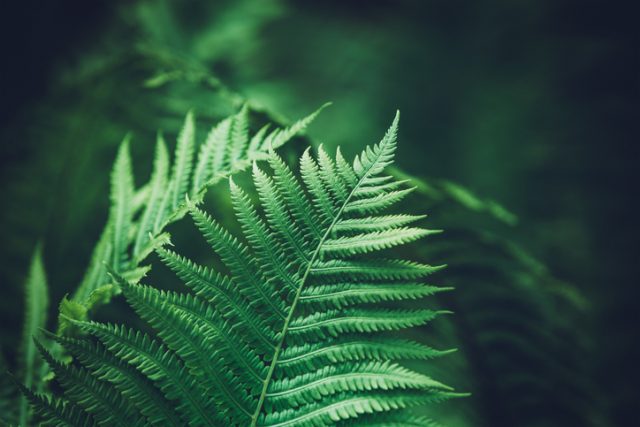 Close-up shot of fern leaves.