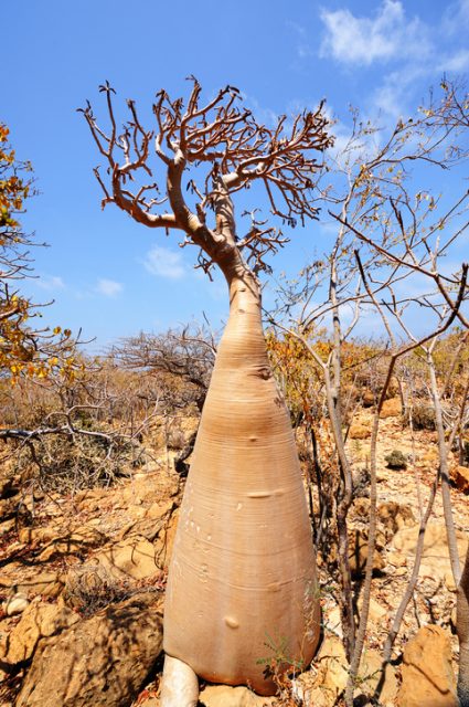 Bottle tree and Amazing nature of Socotra island, Yemen.