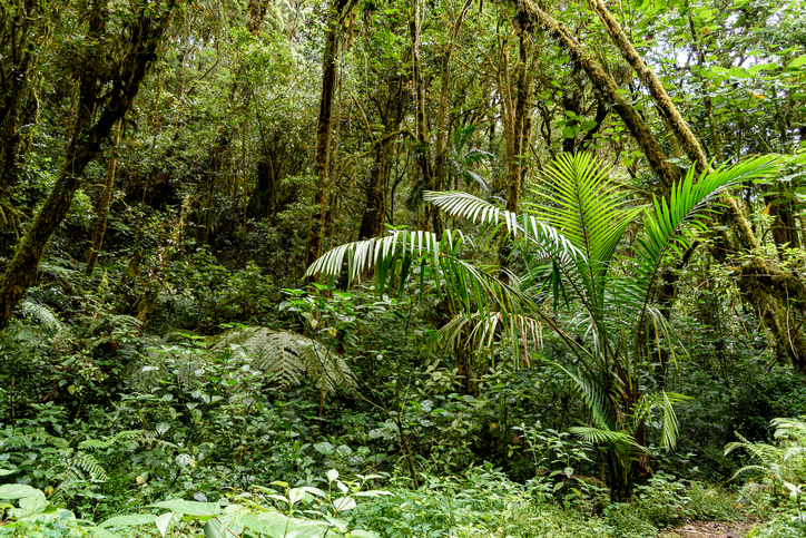 Colombian Jungle