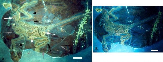 Microraptor gui holotype under two different UV light filters, revealing extent of preserved feathers and soft tissue. Photo by: David W. E. Hone – CC BY 2.5