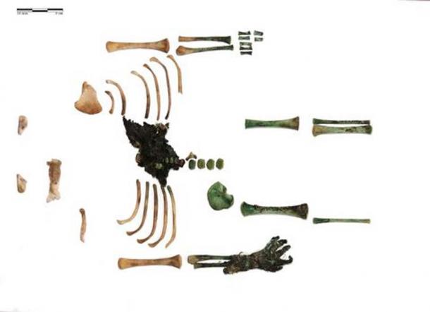 The remains of the tragically lost infant János Balázs/Archaeological and Anthropological Sciences