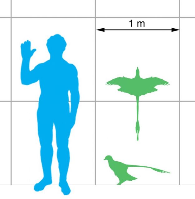 Wingspan & body size compared with human. Photo by: Matt Martyniuk – CC BY 3.0