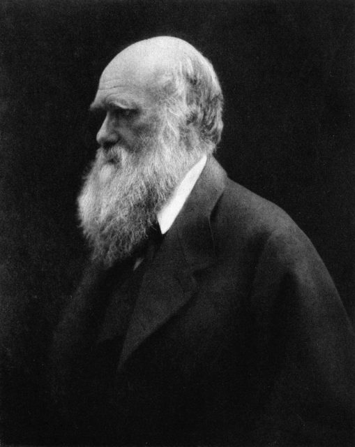 During the Darwin family’s 1868 holiday in her Isle of Wight cottage, Julia Margaret Cameron took portraits showing the bushy beard Darwin grew between 1862 and 1866.