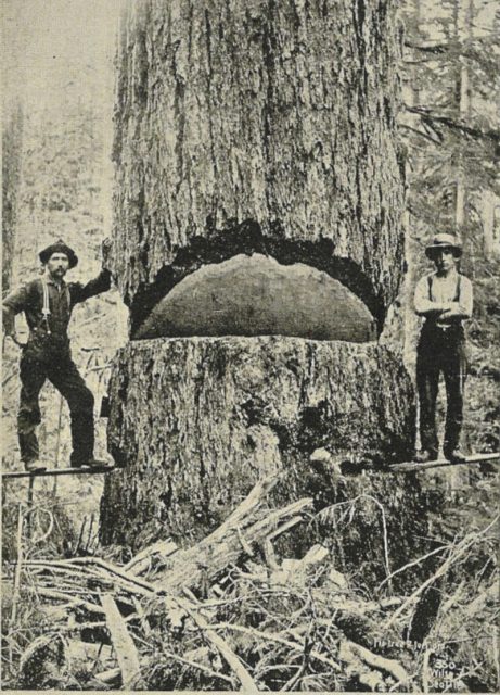 9-foot diameter Douglas fir, 1900.