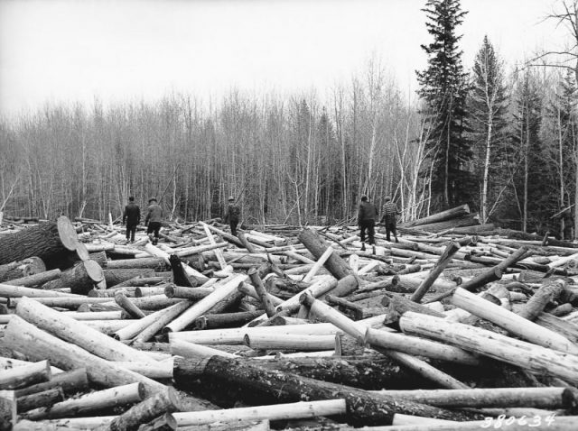 Loggers walk the surface of a log jam on Minnesota’s Littlefork River.