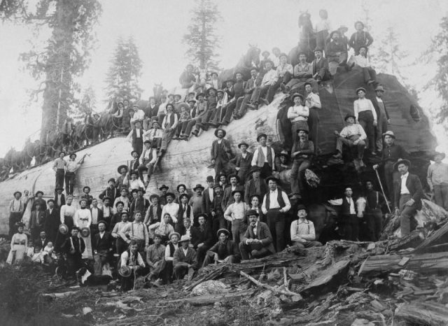 1917. Over 100 people stand with a felled giant sequoia tree in California.