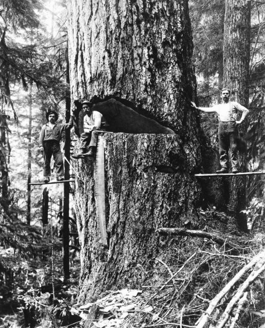 Three lumberjacks pose by a large Douglas fir ready for felling in Oregon.