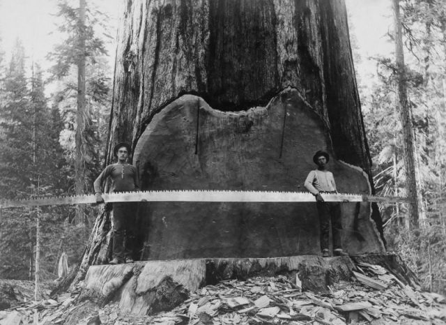 Loggers hold a cross-cut saw across a giant Sequoia tree’s trunk in California.