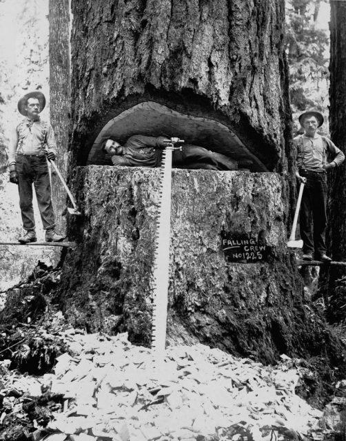 Lumberjacks pose with a Douglas fir tree in Washington.