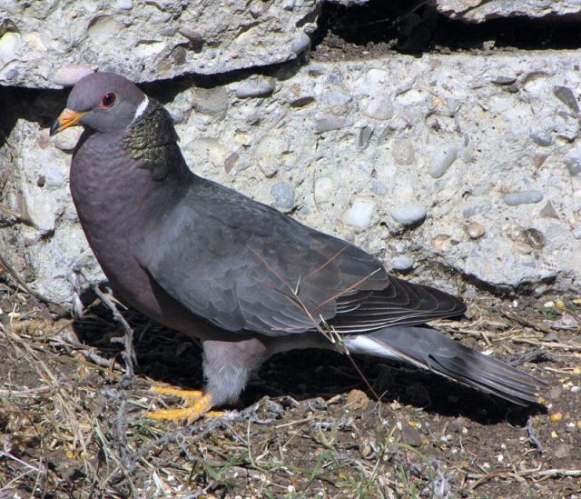 Band-tailed pigeon, a species in the related genus Patagioenas. Photo by aroid CC BY 2.0